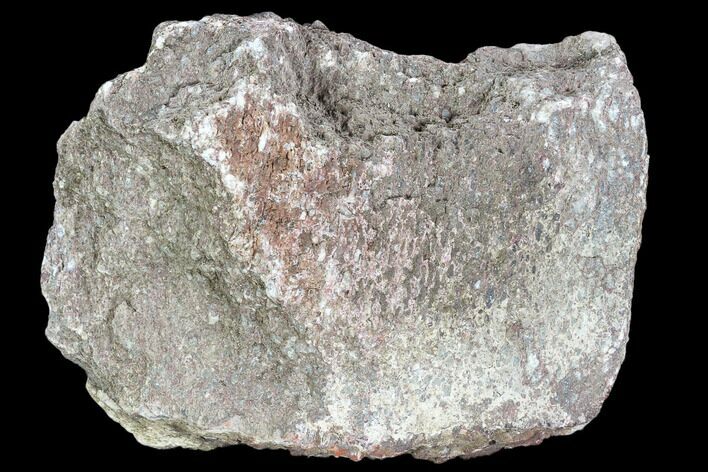 Rough, Agatized Dinosaur Bone ( Ounces) - Colorado #108434